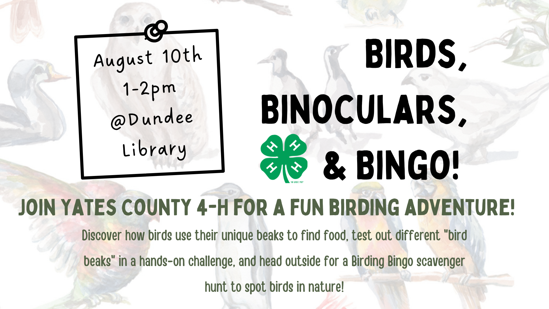 Birds Binoculars and Bingo (Event)